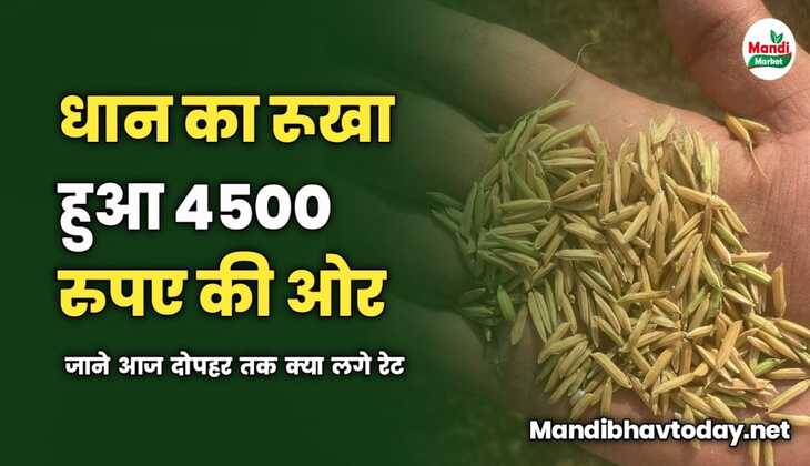 धान चला 4500 की तरफ | जाने आज दोपहर तक क्या लगे रेट