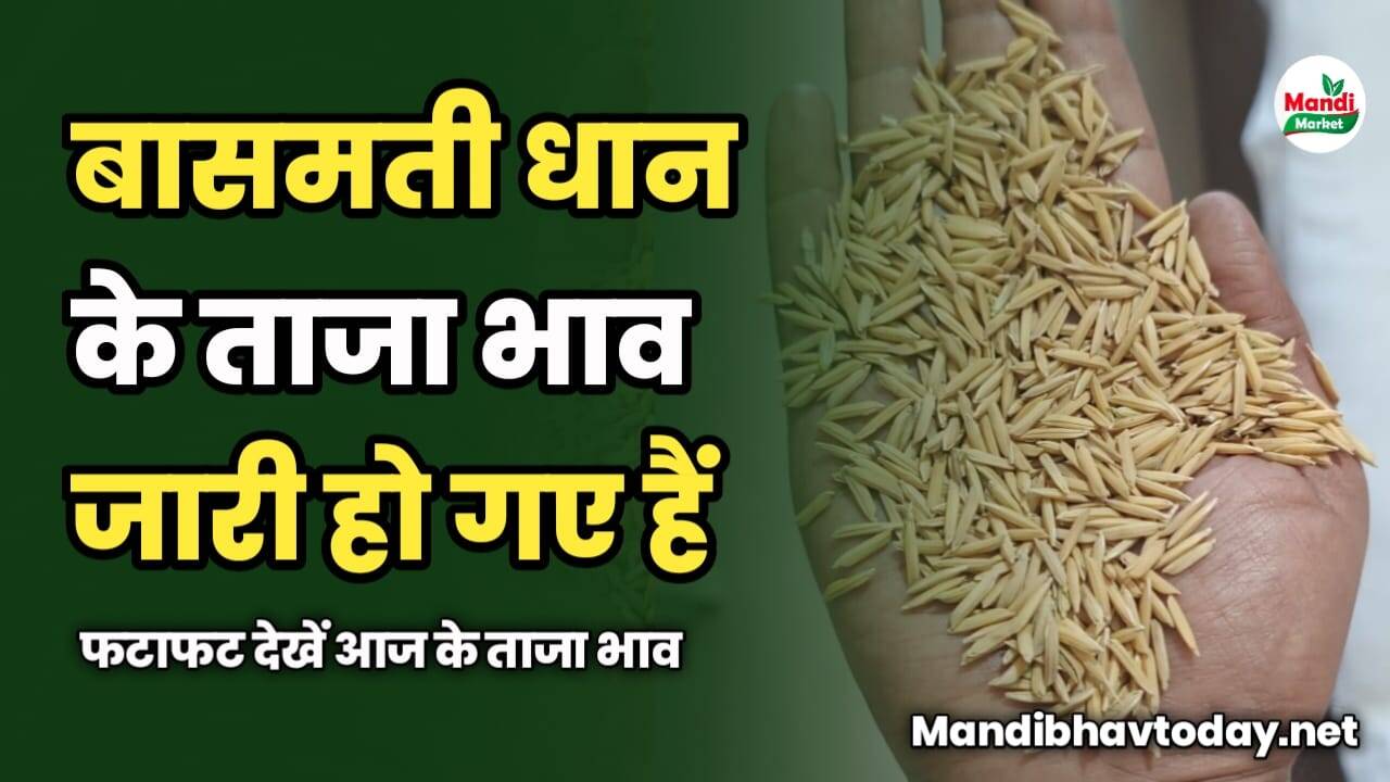 बासमती धान के ताजा भाव जारी हो गए हैं | फटाफट देखें ताजा भाव