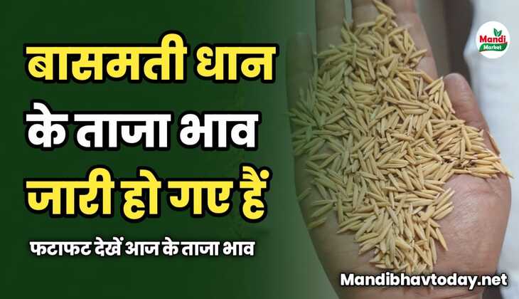 बासमती धान के ताजा भाव जारी हो गए हैं | फटाफट देखें ताजा भाव