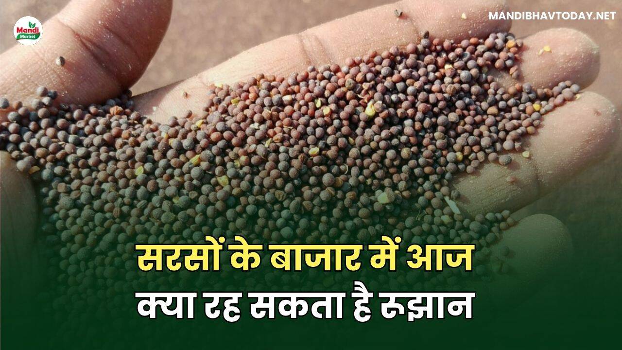 सरसों के बाजार में आज क्या रह सकता है रूझान