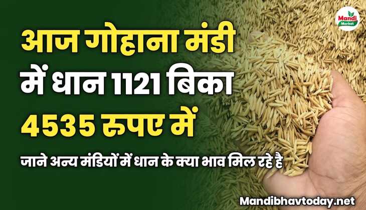 गोहाना मंडी में आज धान 1121 बिका 4535 रुपए में | जाने अन्य मंडियों में धान के क्या भाव मिल रहे है 