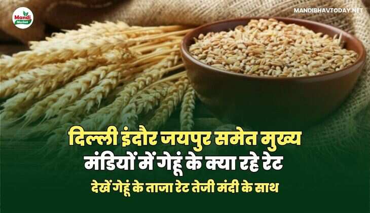 देखें गेहूं के ताजा रेट तेजी मंदी के साथ