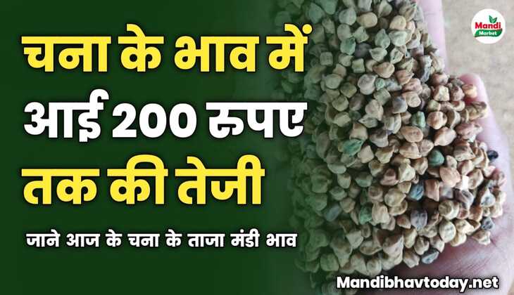 चना के भाव में आई 200 रुपए तक की तेजी | जाने आज के चना के ताजा मंडी भाव