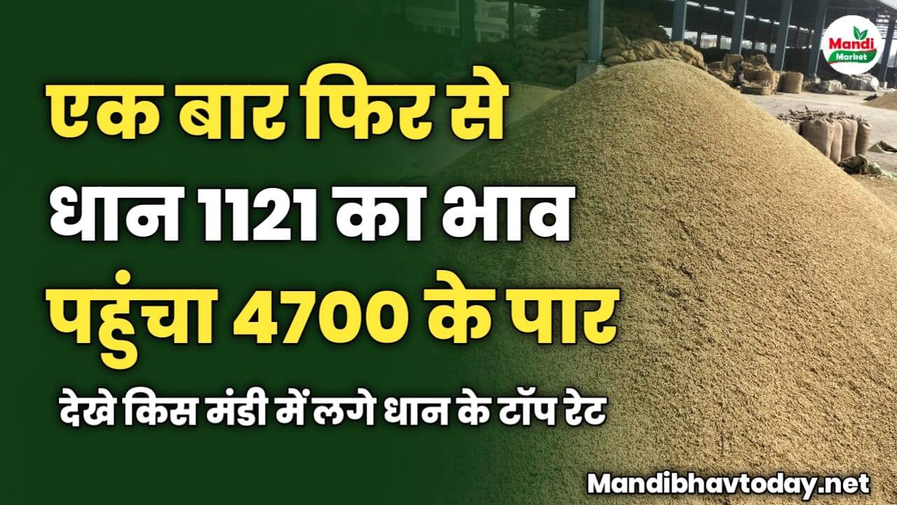 एक बार फिर से धान 1121 का भाव पहुंचा 4700 के पार | देखे किस मंडी में लगे धान के टॉप रेट