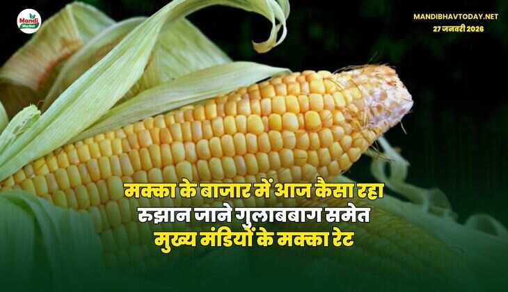 मक्का के बाजार में आज कैसा रहा रुझान | जाने गुलाबबाग समेत मुख्य मंडियों के मक्का रेट