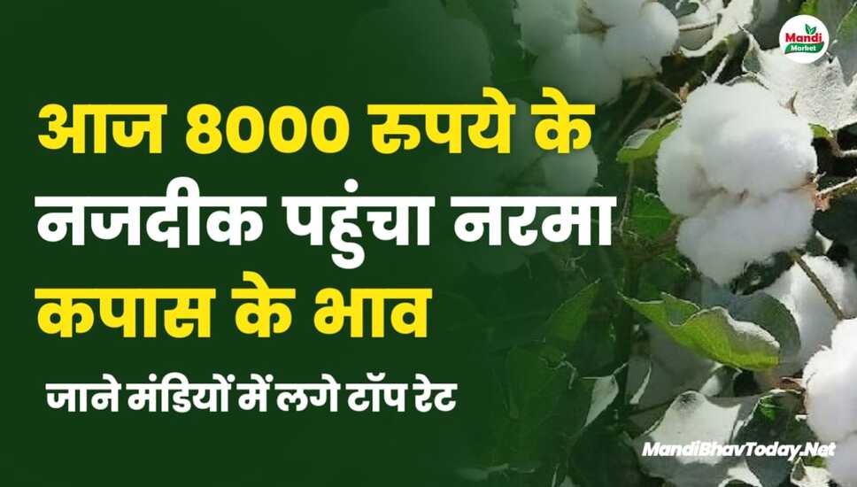 आज 8000 रु के नजदीक पहुंचा नरमा-कपास के भाव। जाने मंडियों में  लगे टॉप रेट