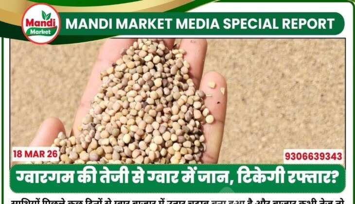 ग्वारगम की तेजी से ग्वार में जान, टिकेगी रफ्तार?