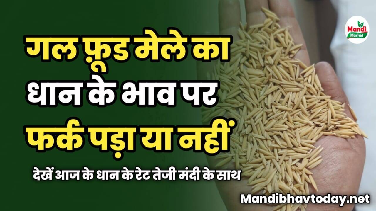 गल फ़ूड मेले का धान के भाव पर फर्क पड़ा या नहीं | देखें आज के धान के रेट तेजी मंदी के साथ