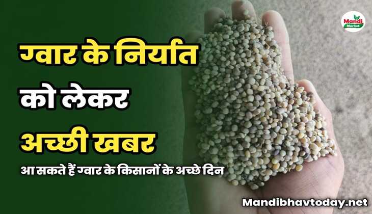 ग्वार के निर्यात को लेकर अच्छी खबर | आ सकते हैं ग्वार के किसानों के अच्छे दिन
