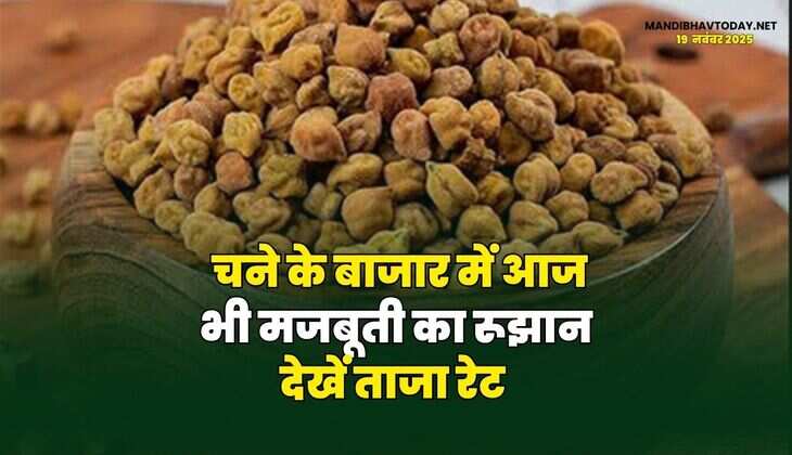 चने के बाजार में आज भी मजबूती का रूझान | देखें ताजा रेट
