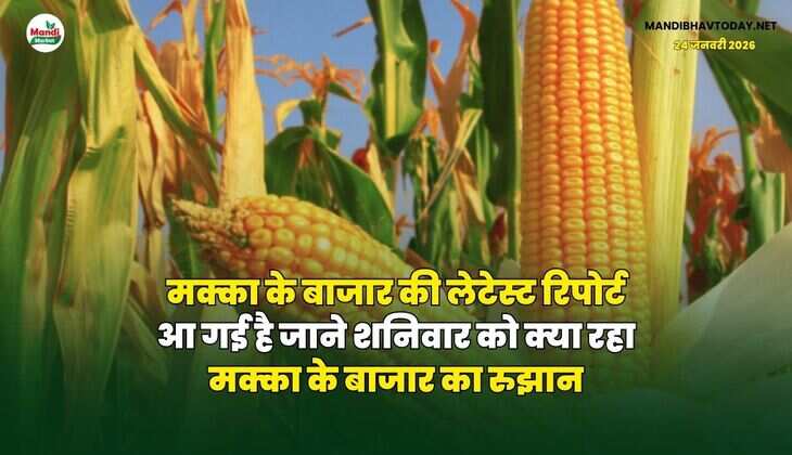 मक्का के बाजार की लेटेस्ट रिपोर्ट आ गई है | जाने शनिवार को क्या रहा मक्का के बाजार का रुझान