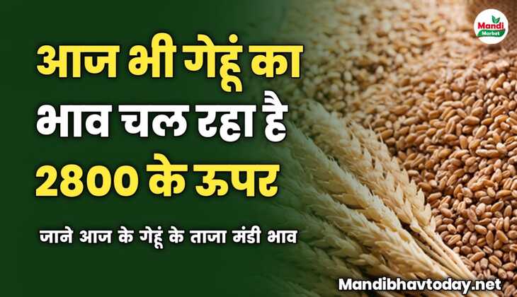 आज भी गेहूं का भाव चल रहा है 2800 के ऊपर | जाने आज के गेहूं के ताजा मंडी भाव 