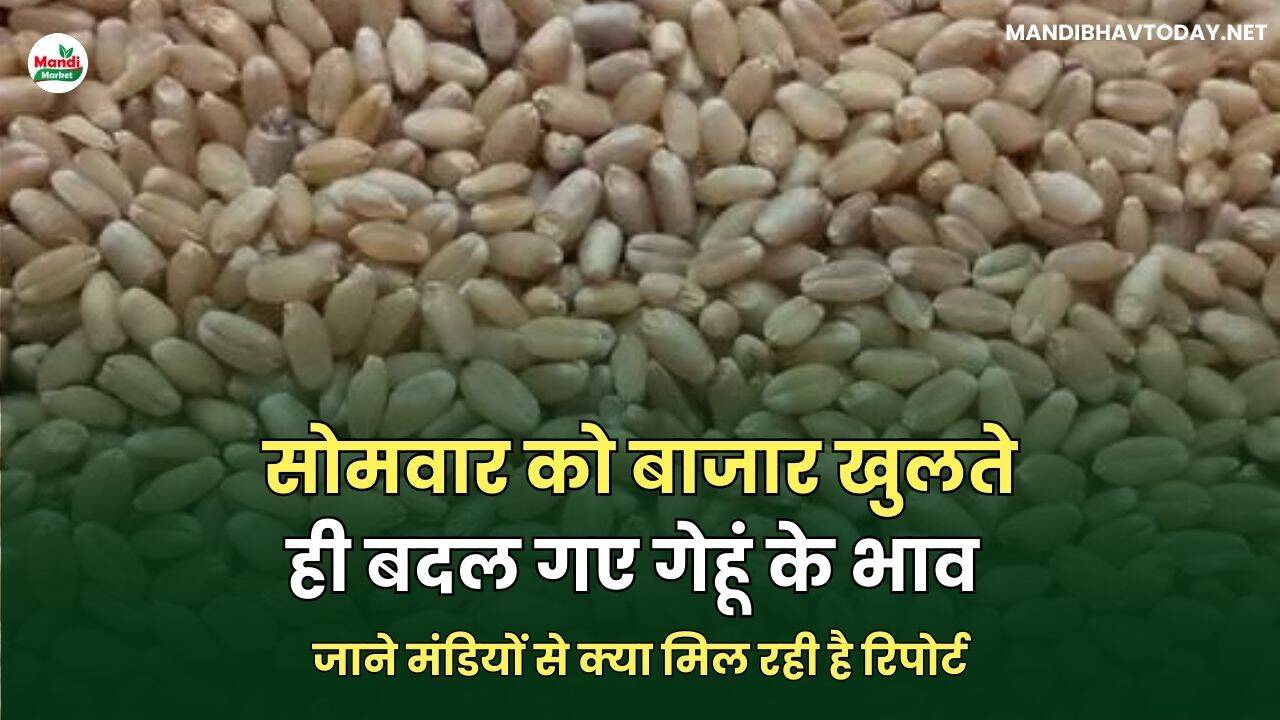सोमवार को बाजार खुलते ही बदल गए गेहूं के भाव | जाने मंडियों से क्या मिल रही है रिपोर्ट