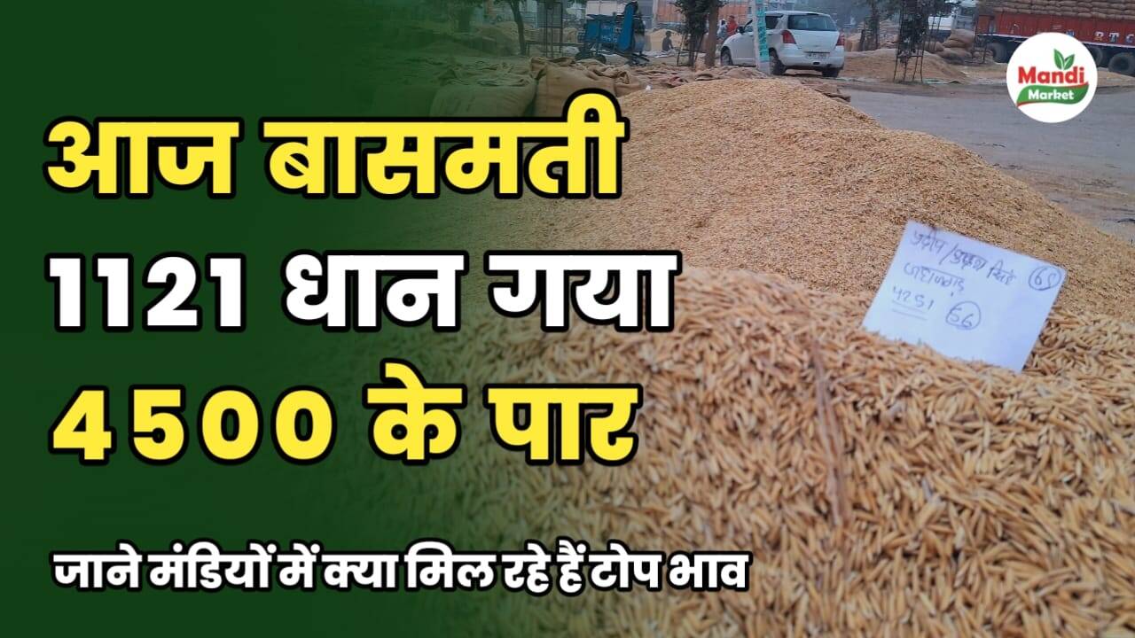 आज 1121 धान गया 4500 के पार | देखें कितना लगा टॉप रेट