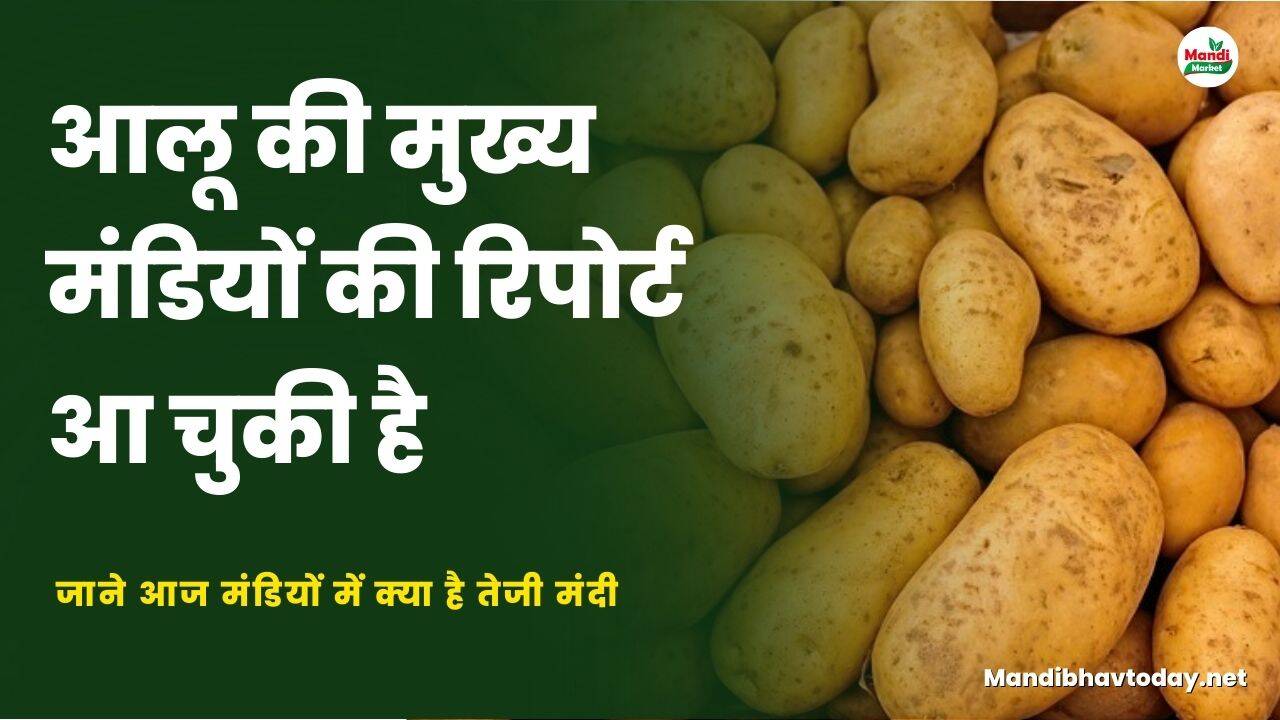 आलू की मुख्य मंडियों की रिपोर्ट आ चुकी है जाने आज मंडियों में क्या है तेजी मंदी