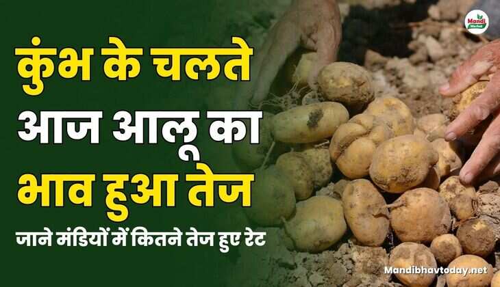 जाने मंडियों में कितने तेज हुए रेट