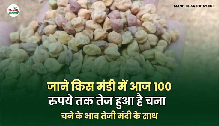 चने के भाव तेजी मंदी के साथ