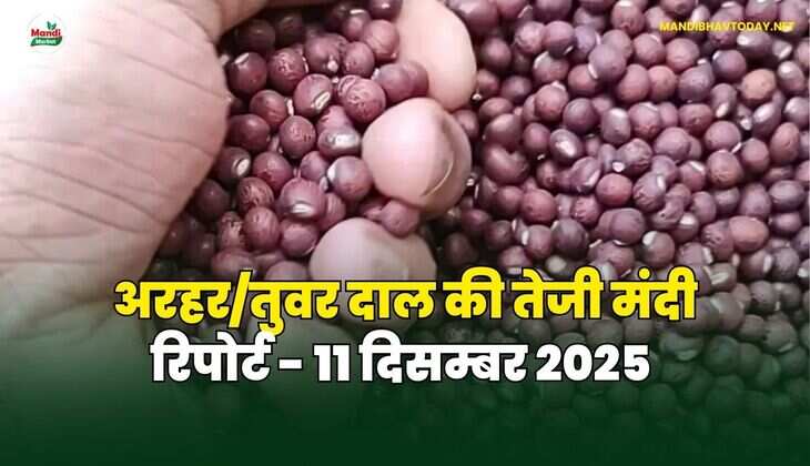 अरहर /तुवर दाल की तेजी मंदी रिपोर्ट - 11 दिसम्बर 2025