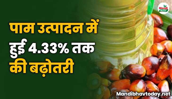 पाम उत्पादन में हुई 4.33% तक की बढ़ोतरी | देखे पूरी जानकारी इस रिपोर्ट में