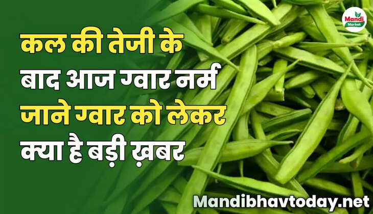 कल की तेजी के बाद आज ग्वार नर्म | जाने ग्वार को लेकर क्या है बड़ी ख़बर