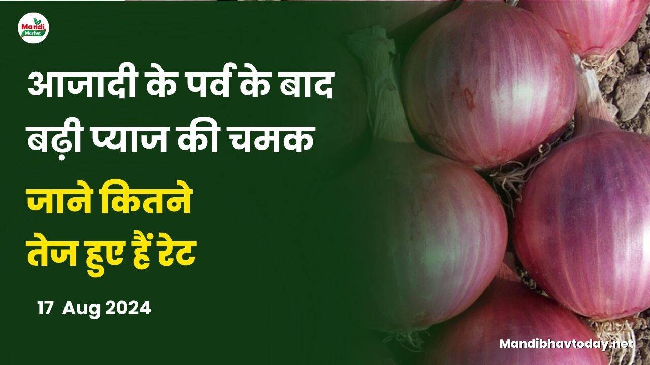 प्याज की तेजी मंदी रिपोर्ट