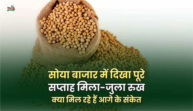 soyabean image