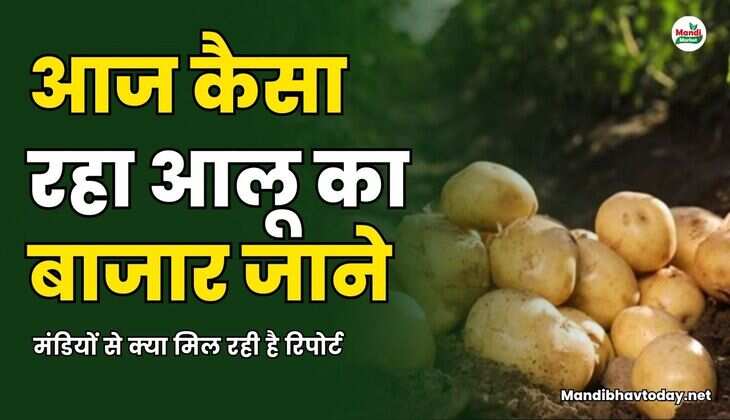 आज कैसा रहा आलू का बाजार | जाने मंडियों से क्या मिल रही है रिपोर्ट
