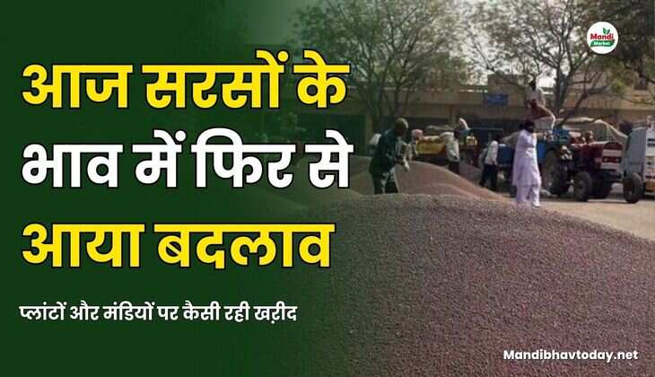 आज सरसों के भाव में फिर से आया बदलाव | प्लांटों और मंडियों पर कैसी रही खऱीद 