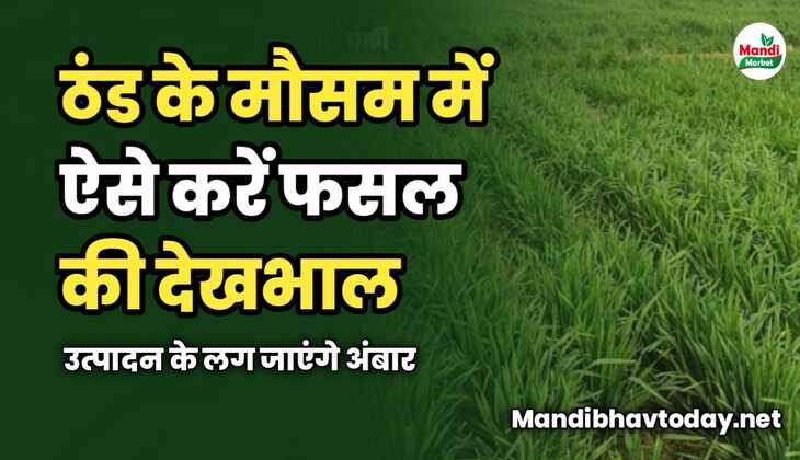 ठंड के मौसम में ऐसे करें फसल की देखभाल | उत्पादन के लग जाएंगे अंबार