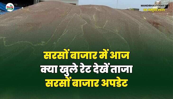 सरसों बाजार में आज क्या खुले रेट | देखें ताजा सरसों बाजार अपडेट