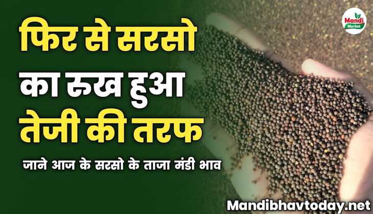 आज फिर से सरसो का रुख हुआ तेजी की तरफ | जाने आज के सरसो के ताजा मंडी भाव 