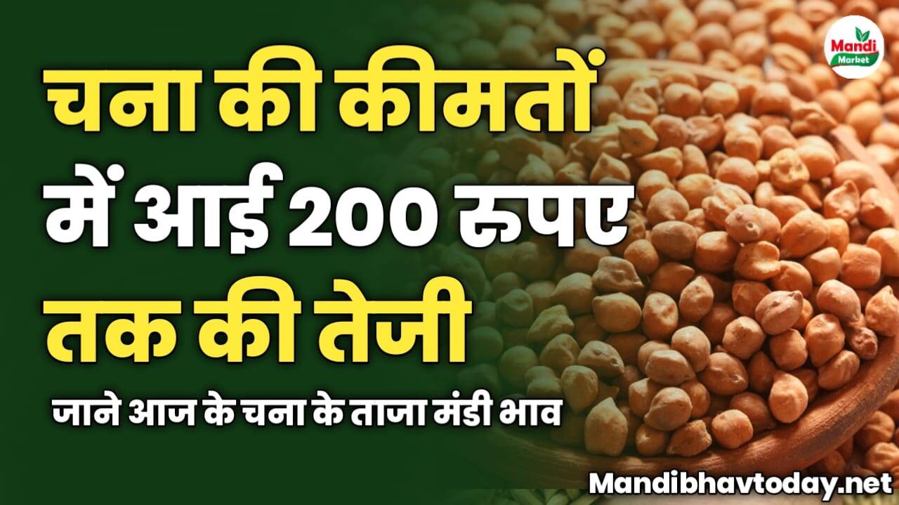 चना की कीमतों में आई 200 रुपए तक की तेजी | जाने आज के चना के ताजा मंडी भाव