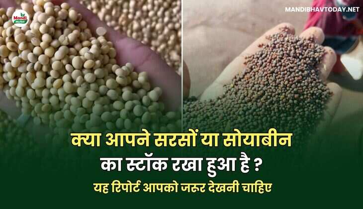 क्या आपने सरसों या सोयाबीन का स्टॉक रखा हुआ है ? यह रिपोर्ट आपको जरूर देखनी चाहिए