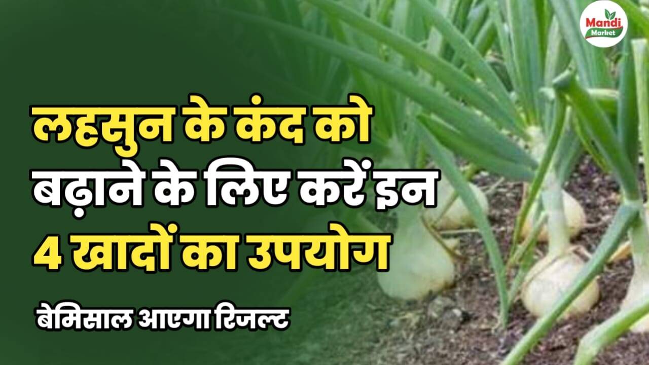 लहसुन के कंद को बढ़ाने के लिए करें इन 4 खादों का उपयोग, बेमिसाल आएगा रिजल्ट