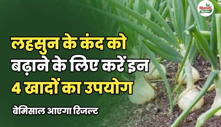 लहसुन के कंद को बढ़ाने के लिए करें इन 4 खादों का उपयोग, बेमिसाल आएगा रिजल्ट