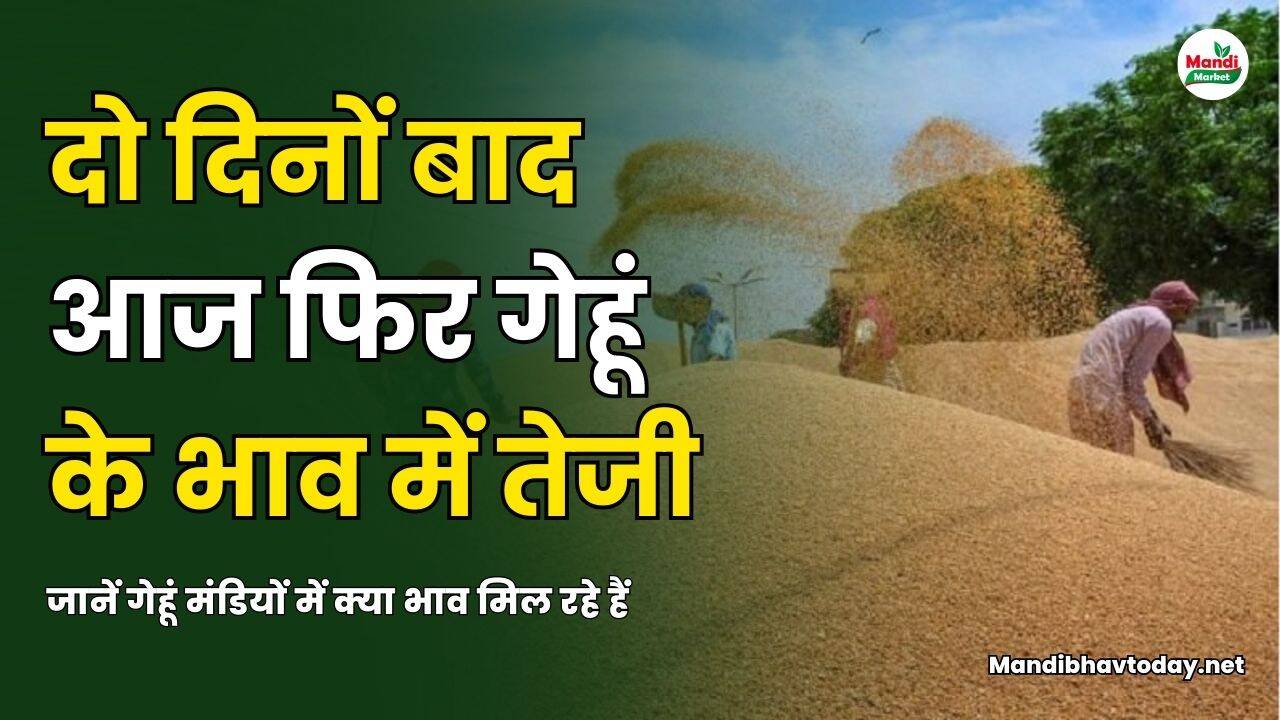 दो दिनों बाद आज फिर गेहूं के भाव में तेजी , जानें गेहूं मंडियों मे क्या मिल रहे भाव 