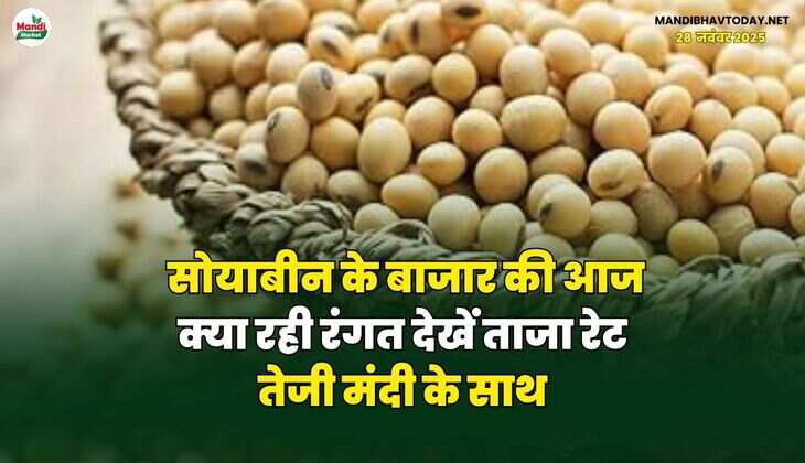सोयाबीन के बाजार की आज क्या रही रंगत | देखें ताजा रेट तेजी मंदी के साथ