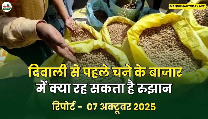 दिवाली से पहले चने के बाजार में क्या रह सकता है रुझान