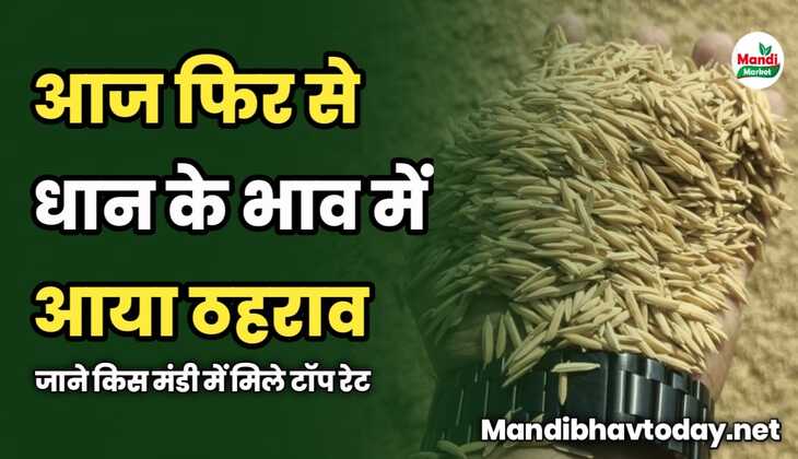 आज फिर से धान के भाव में आया ठहराव | जाने किस मंडी में मिले टॉप रेट