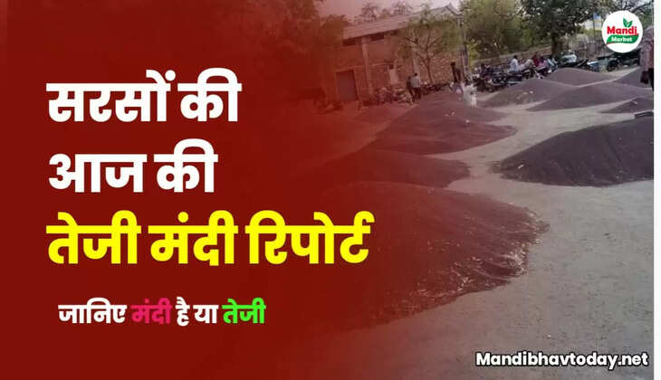 सुबह को तेज शाम को मन्दी | सरसों में भारी उठापटक | देखें आज की सरसों की तेजी मंदी रिपोर्ट
