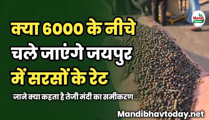 क्या 6000 के नीचे चले जाएंगे जयपुर में सरसों के रेट | जाने क्या कहता है तेजी मंदी का समीकरण