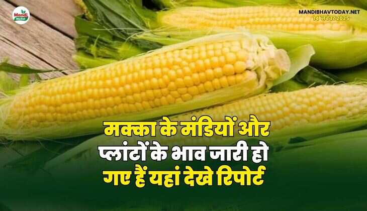 मक्का के मंडियों और प्लांटों के भाव जारी हो गए हैं | यहां देखे रिपोर्ट