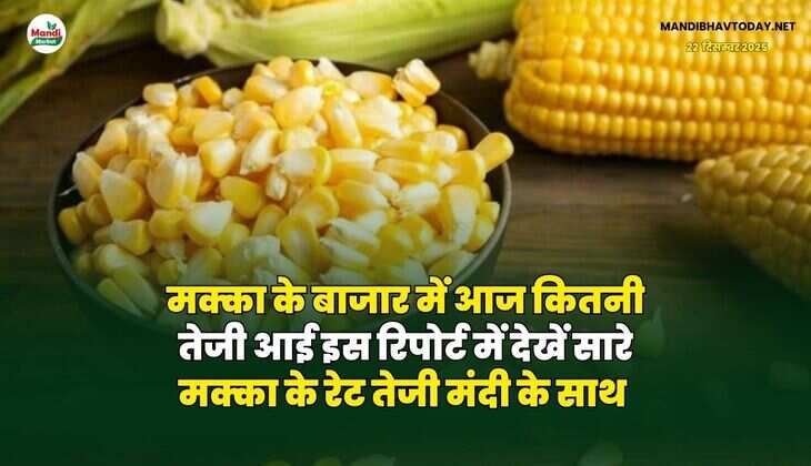 मक्का के बाजार में आज कितनी तेजी आई | इस रिपोर्ट में देखें सारे मक्का के रेट तेजी मंदी के साथ