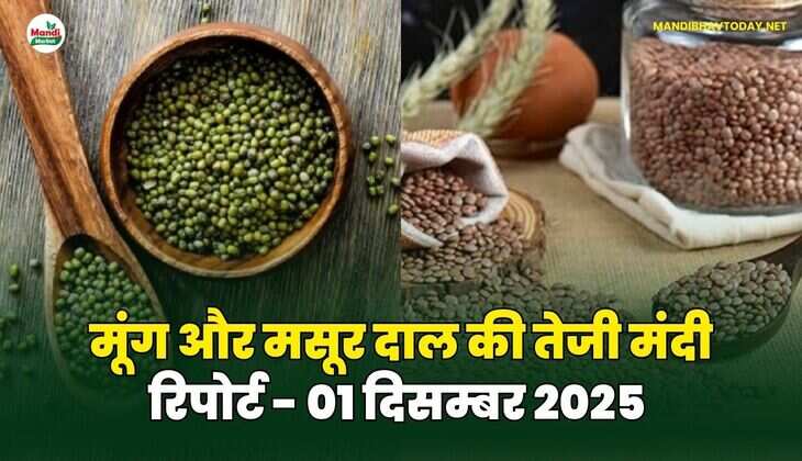 मूंग मसूर दाल की तेजी मंदी रिपोर्ट - 01 दिसम्बर 2025