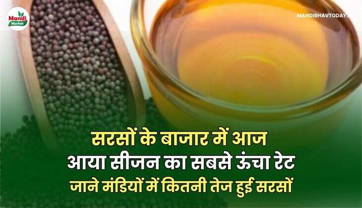 सरसों के बाजार में आज आया सीजन का सबसे ऊंचा रेट | जाने मंडियों में कितनी तेज हुई सरसों