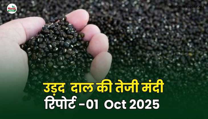 उड़द दाल की तेजी मंदी रिपोर्ट -01 अक्टूबर 2025
