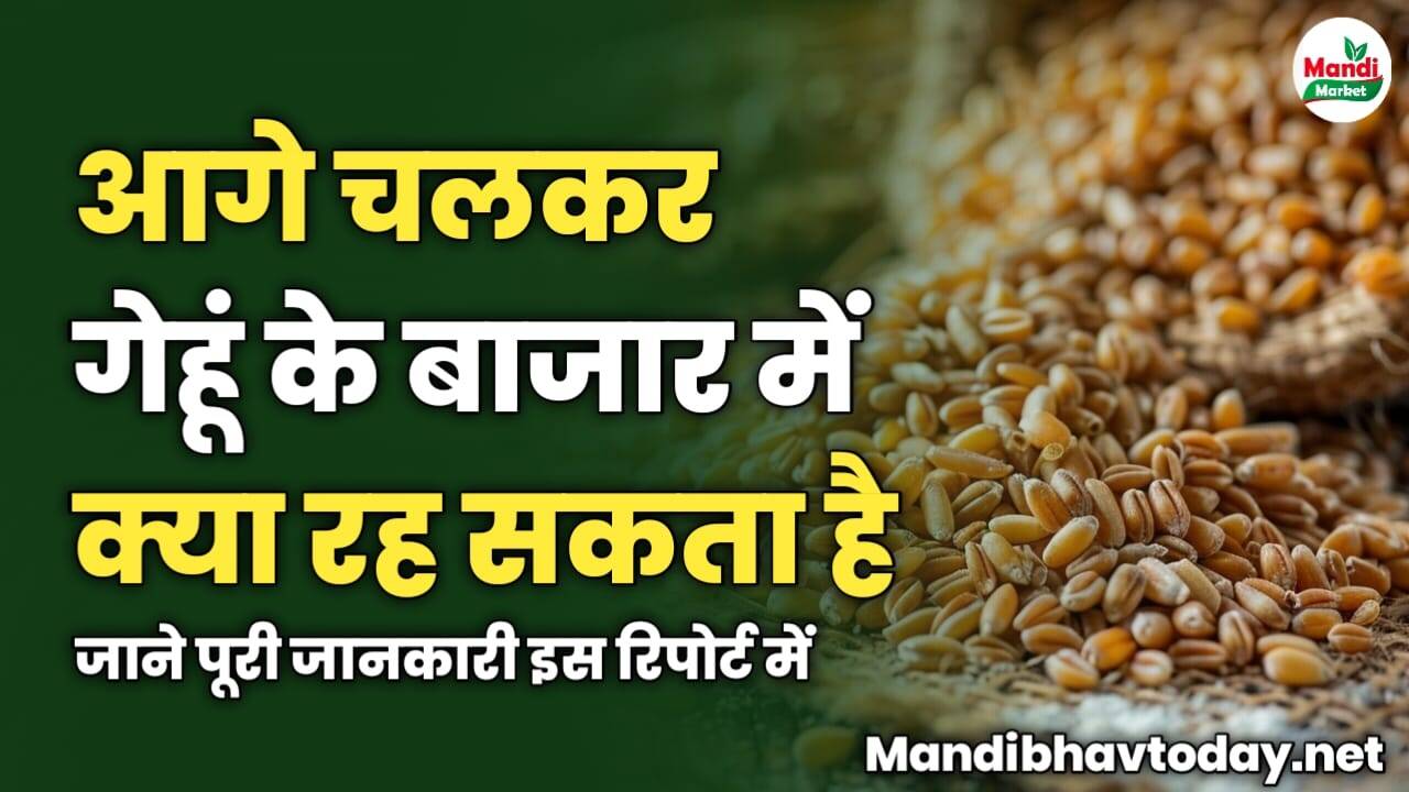 आगे चलकर गेहूं के बाजार में क्या रह सकता है | जाने पूरी जानकारी इस रिपोर्ट में