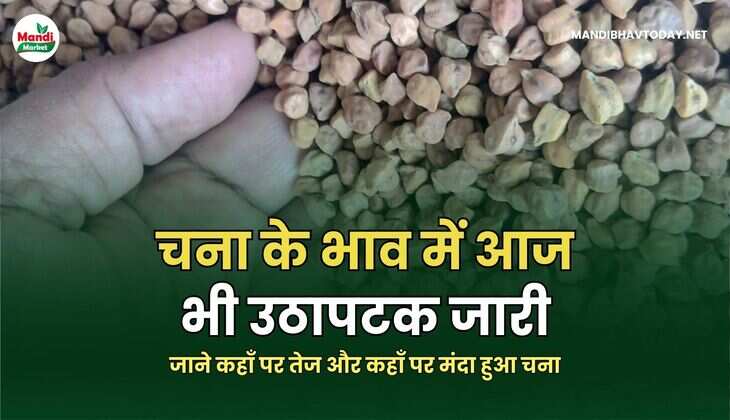 चना के भाव में आज भी उठापटक जारी | जाने कहाँ पर तेज और कहाँ पर मंदा हुआ चना