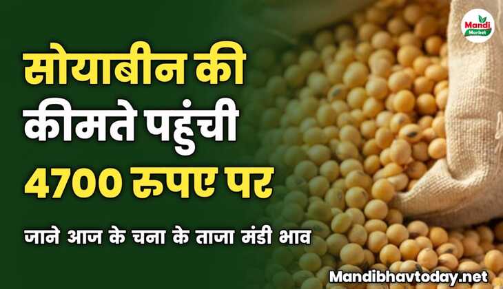 सोयाबीन की कीमते पहुंची 4700 रुपए पर | जाने आज के सोयाबीन के ताजा मंडी भाव 