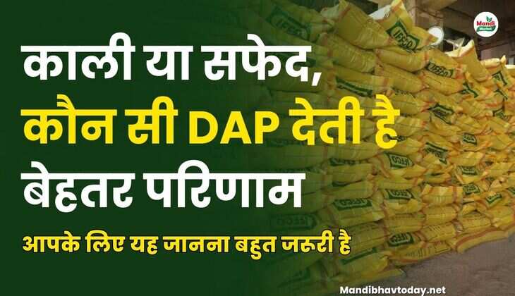 काली या सफेद, कौन सी DAP देती है बेहतर परिणाम, आपके लिए यह जानना बहुत जरूरी है।